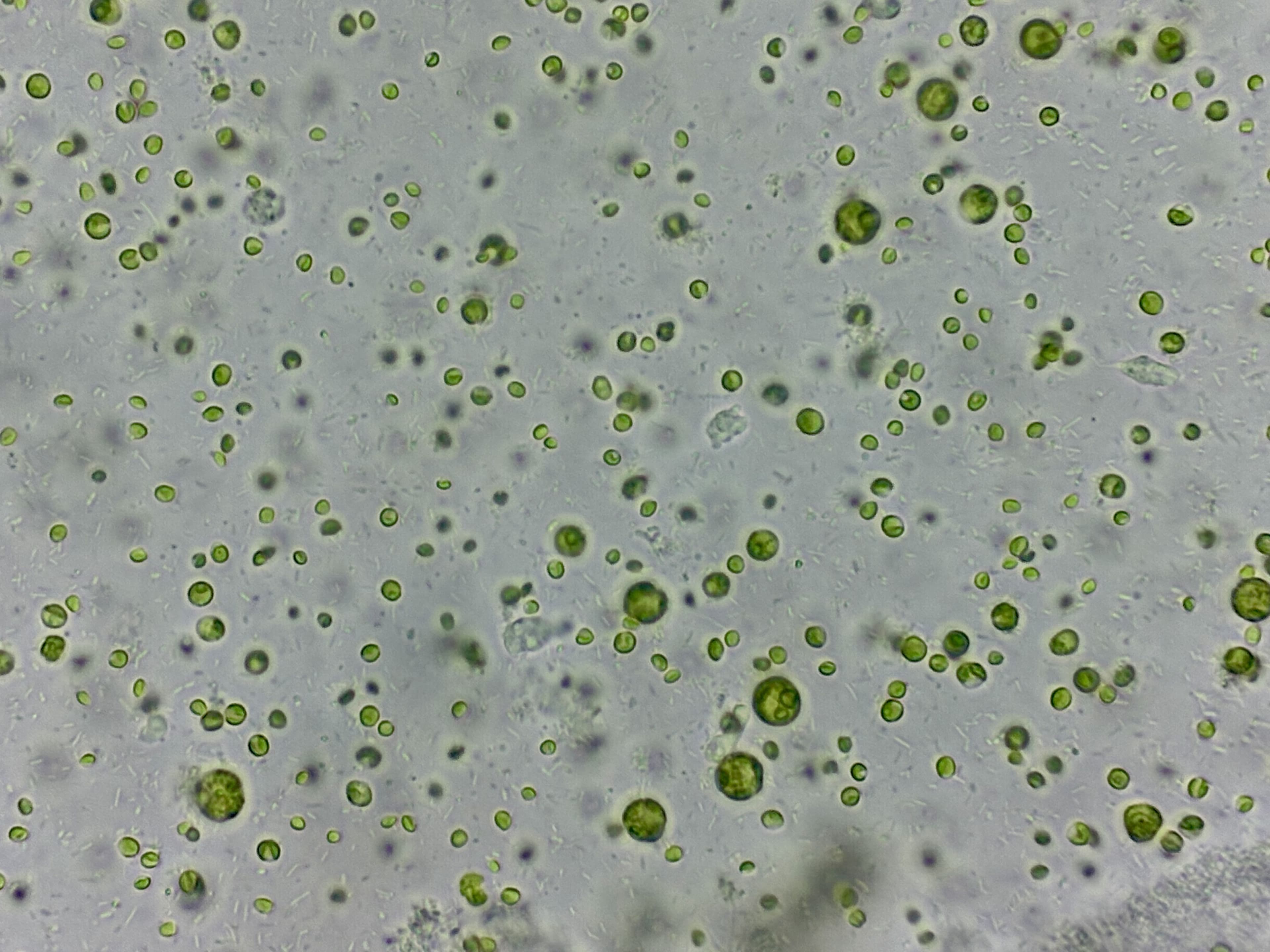 Live Nannochloropsis — Premium Reef Phytoplankton Culture